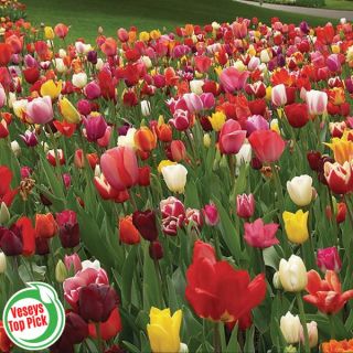 Perennial Multi Colour Mix Tulip Basket Thumbnail